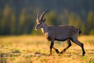 Stolzer Alpenprinz