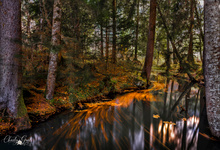 Wenn der Herbst durchs Wasser tanzt