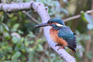 Eisvogel im eigenen Garten