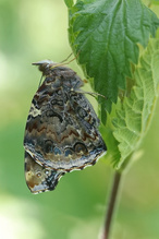 Ganz frische Vanessa atalanta