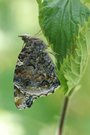 Ganz frische Vanessa atalanta
