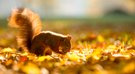 --Goldener Oktober--