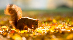 --Goldener Oktober--