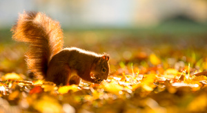 --Goldener Oktober--