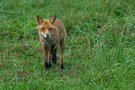 Jungfuchs