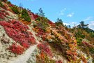 Der Perückenstrauchberg