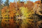 Ein Waldweiher im Herbst
