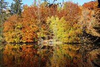 Ein Waldweiher im Herbst