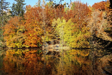 Ein Waldweiher im Herbst