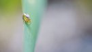 Krabbenspinne