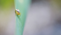 Krabbenspinne