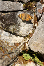 Mauerfuchs