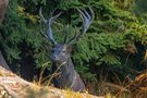 Hirschbrunft in den Bergen