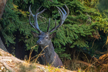 Hirschbrunft in den Bergen