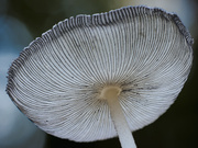 Temporäres Naturkunstwerk