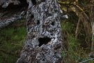 Sind diese Baumstümpfe wirklich alle Tod?