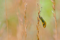 Der Langfühlerige Schmetterlingshaft (Libelloides longicornis)