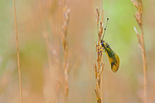 Der Langfühlerige Schmetterlingshaft (Libelloides longicornis)