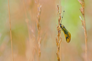 Der Langfühlerige Schmetterlingshaft (Libelloides longicornis)