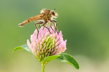 Raubfliege