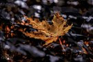 „Das letzte Gold am Waldboden“