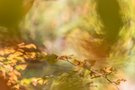 Rundum Herbstfarben