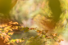 Rundum Herbstfarben