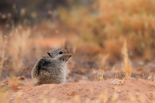 Im Reich der kleinen Namaqua-Ratte