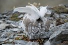 Schneehuhn II