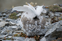 Schneehuhn II