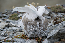 Schneehuhn II