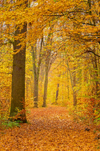 herbstwald