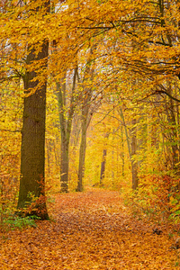 herbstwald