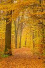herbstwald