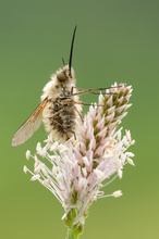 Wollschweber