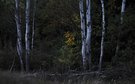 Im dunklen Wald...