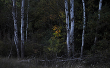 Im dunklen Wald...