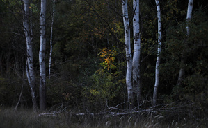 Im dunklen Wald...