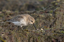 Alpenstrandläufer am Ostseestrand