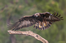 Der Steinadler fliegt an