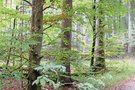 Im hellen Wald...
