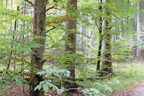 Im hellen Wald...