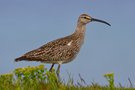 Regenbrachvogel