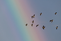 Die Gänse ziehen..