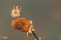 Die Natur deckt den Tisch