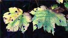 Herbstfarben