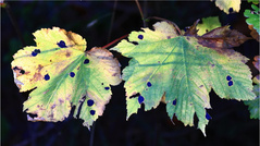 Herbstfarben