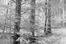 Im hellen Wald