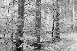 Im hellen Wald