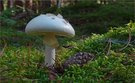 Manchem schmeckt´s